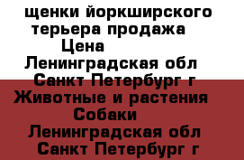 щенки йоркширского терьера продажа. › Цена ­ 12 000 - Ленинградская обл., Санкт-Петербург г. Животные и растения » Собаки   . Ленинградская обл.,Санкт-Петербург г.